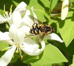 Parhelophilus flavifacies