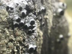 Pseudothelomma occidentale