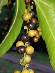 Citharexylum donnell-smithii