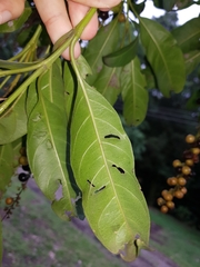 Citharexylum donnell-smithii