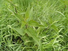 Urtica dioica dioica