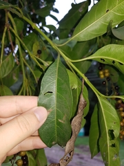 Citharexylum donnell-smithii