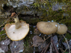 Lentinus substrictus