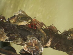 Crassostrea rhizophorae