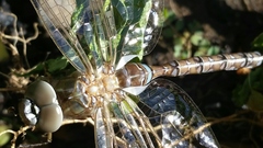 Rhionaeschna multicolor