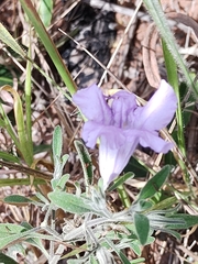 Ruellia incompta