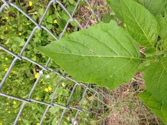 Physalis philadelphica