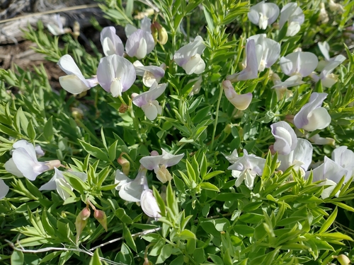 Image of Lathyrus rigidus by no rights reserved