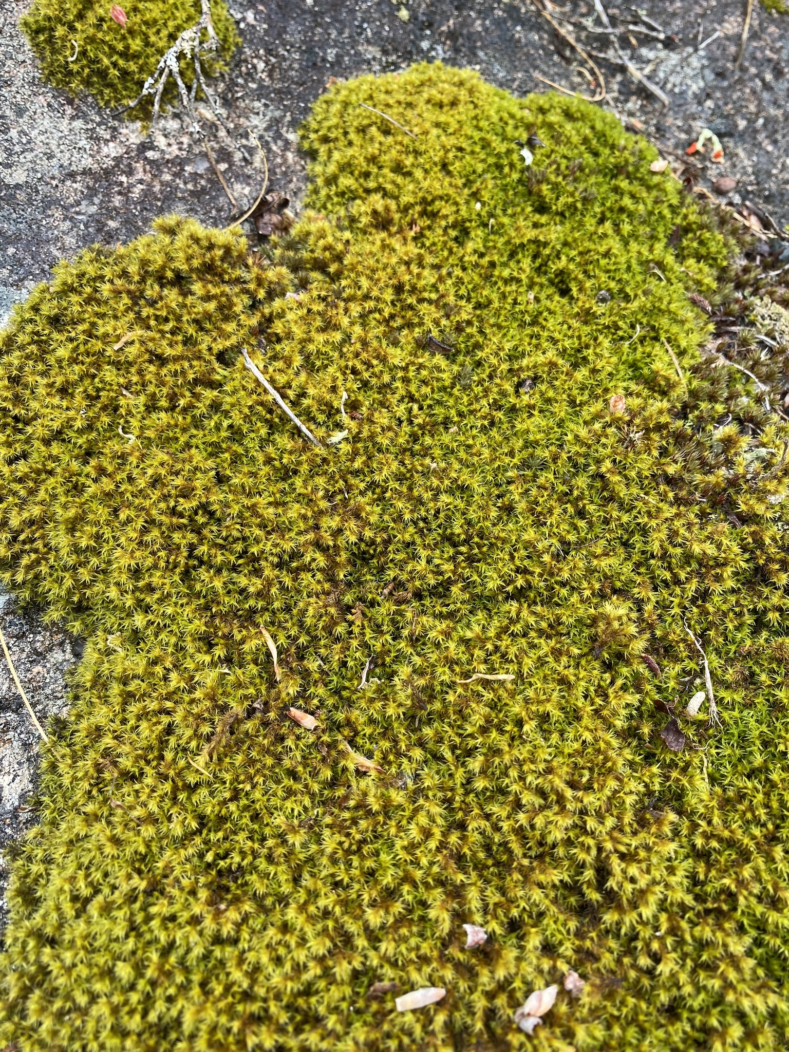 Bucklandiella venusta