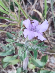 Ruellia incompta