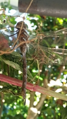 Rhionaeschna multicolor