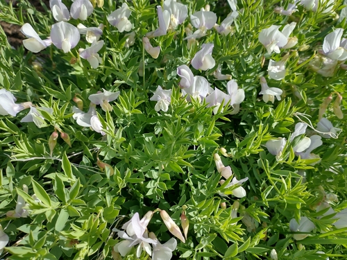 Image of Arveja Rígida (Lathyrus rigidus) by no rights reserved