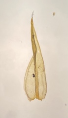 Bucklandiella venusta