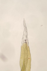 Bucklandiella venusta