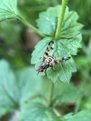 Otites porcus