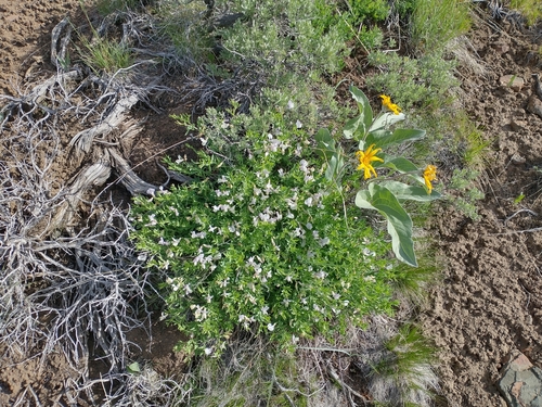 Image of Arveja Rígida (Lathyrus rigidus) by no rights reserved