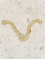 Bucklandiella venusta