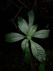 Hoffmannia costaricensis