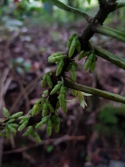 Hoffmannia costaricensis