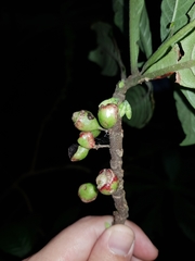 Hoffmannia costaricensis