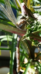 Rhionaeschna multicolor