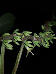 Hoffmannia costaricensis