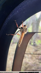Echthistus rufinervis