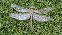 Rhionaeschna multicolor