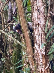 Callithrix penicillata