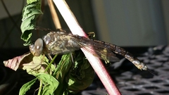 Rhionaeschna multicolor