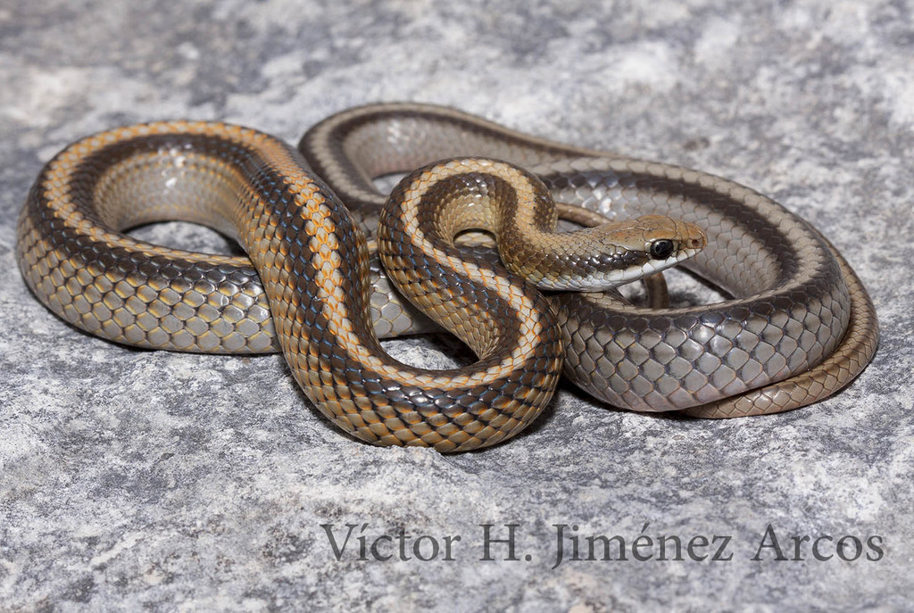 Oaxacan Patchnose Snake