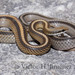 Oaxacan Patchnose Snake - Photo (c) victor_jimenez_arcos, some rights reserved (CC BY-NC-ND), uploaded by victor_jimenez_arcos