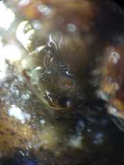 Poltys illepidus