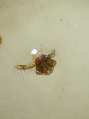 Poltys illepidus