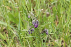 Symphytum officinale
