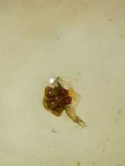 Poltys illepidus