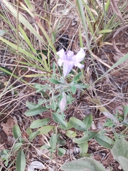 Ruellia incompta