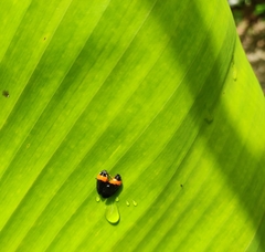 Phymatostetha deschampsi