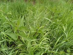 Urtica dioica dioica