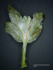 Podosphaera mors-uvae