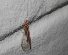 Dysochrysa furcata