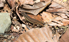 Eutropis rudis