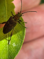 Donacia bicolora