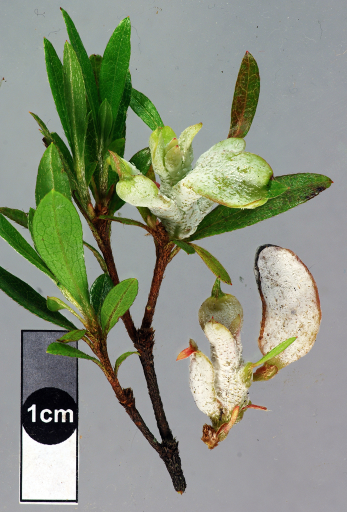 Exobasidium japonicum