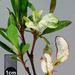 Exobasidium japonicum - Photo (c) Jerry Cooper,  זכויות יוצרים חלקיות (CC BY), הועלה על ידי Jerry Cooper