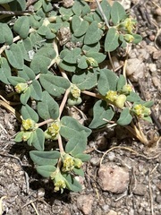 Euphorbia ocellata