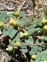 Euphorbia ocellata
