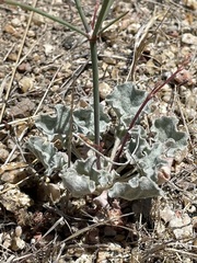 Eriogonum elegans