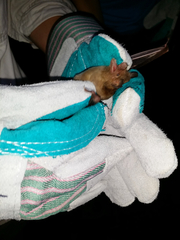 Erophylla bombifrons