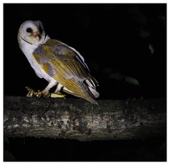 Tyto alba stertens